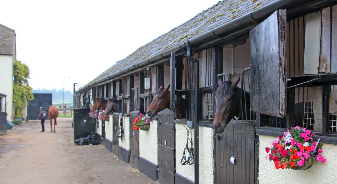 John Ryan Racing racehorse trainer